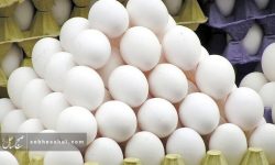 کاهش ۴۰۰ درصدی صادرات تخممرغ در سال جاری کاهش ۴۰۰ درصدی صادرات تخممرغ در سال جاری