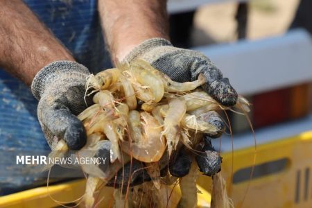 اجرای دریابست در شهرستانهای میگوگیر هرمزگان از ۲۲ تا ۳۰ شهریور – خبرگزاری مهر | اخبار ایران و جهان اجرای دریابست در شهرستانهای میگوگیر هرمزگان از ۲۲ تا ۳۰ شهریور – خبرگزاری مهر | اخبار ایران و جهان