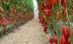 گلخانه‌ای که در روزهای جنگ هم نفس کشید