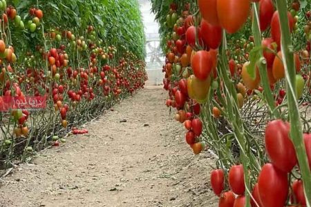 گلخانه‌ای که در روزهای جنگ هم نفس کشید