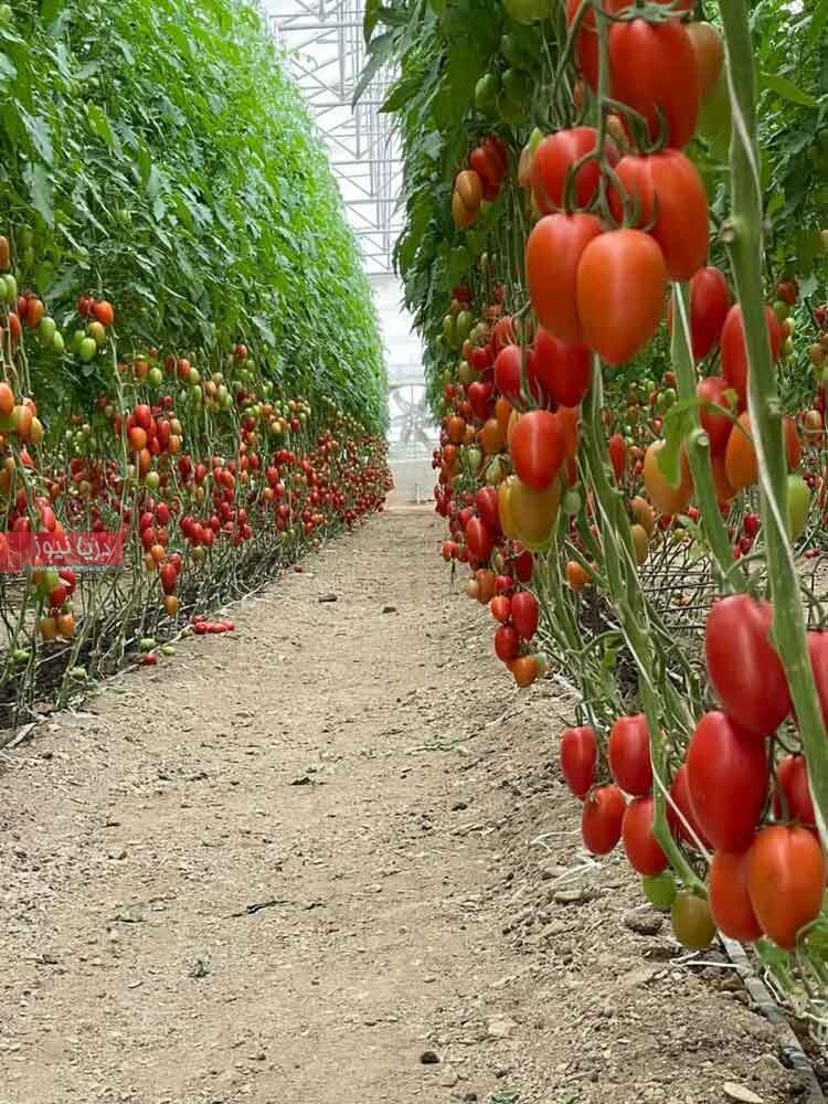 گلخانهای که در روزهای جنگ هم نفس کشید گلخانهای که در روزهای جنگ هم نفس کشید